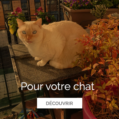 Visites à domicile chats